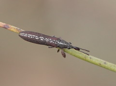 Rhinotia sparsa