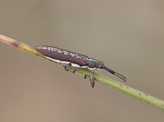 Rhinotia sparsa