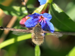Bombylius cinerascens