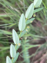 Phyllanthus glaucophyllus