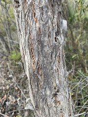 Eucalyptus ligustrina