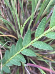 Phyllanthus glaucophyllus