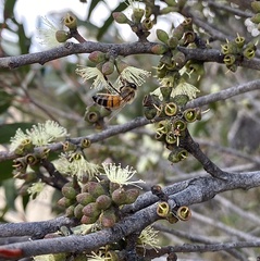 Eucalyptus ligustrina
