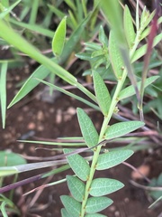 Phyllanthus glaucophyllus