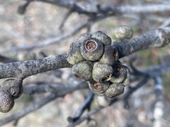 Eucalyptus ligustrina