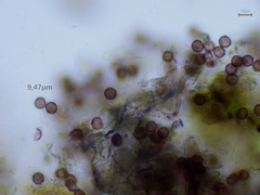 Physarum leucophaeum