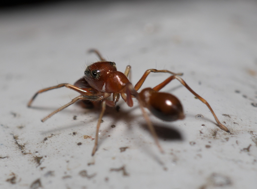 Myrmarachne formosana