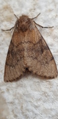 Polymona aboleta