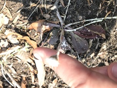 Antennaria solitaria