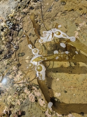 Laminariaceae