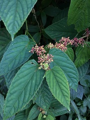 Cissus discolor