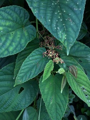 Cissus discolor