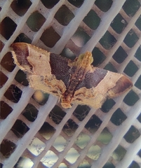 Pyralis pictalis