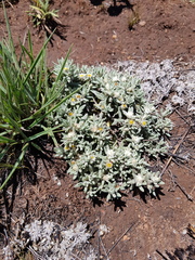 Helichrysum cerastioides