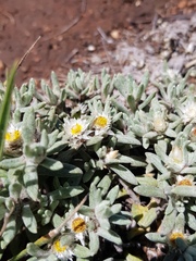 Helichrysum cerastioides