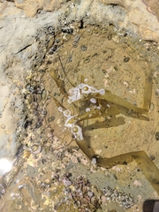 Laminariaceae
