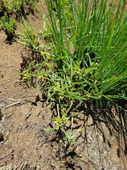 Raphionacme velutina