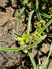 Raphionacme velutina