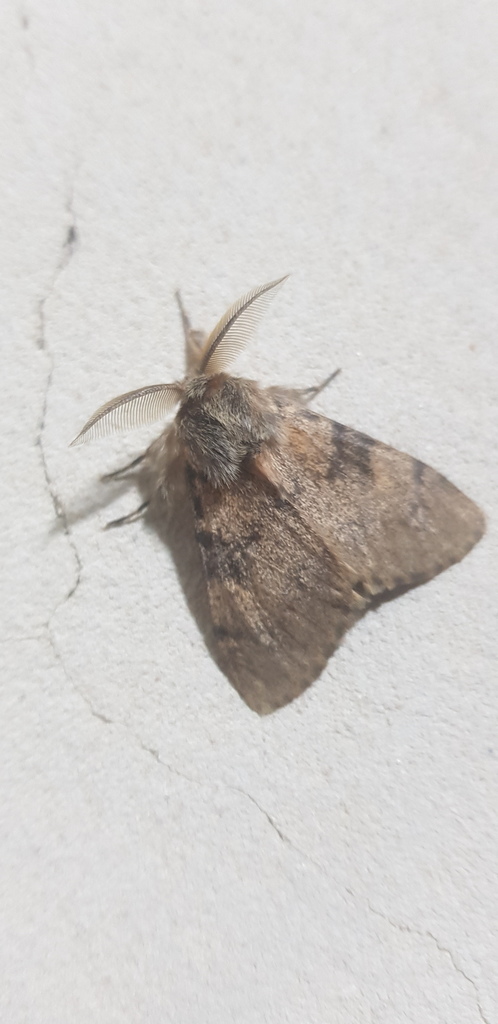 Polymona aboleta