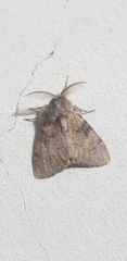 Polymona aboleta