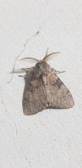 Polymona aboleta