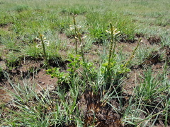 Chascanum hederaceum