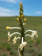 Chascanum hederaceum