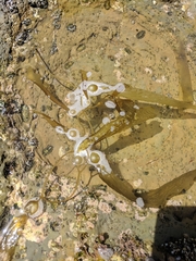 Laminariaceae