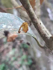 Arachnura melanura