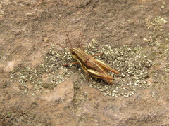 Bogotacris