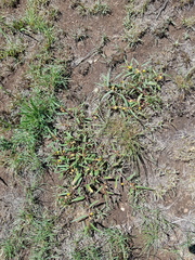 Corchorus asplenifolius