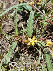Corchorus asplenifolius
