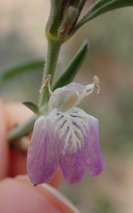 Monechma spartioides