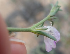 Monechma spartioides