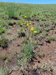 Lasiosiphon sericocephalus