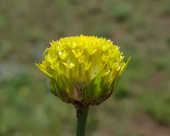 Lasiosiphon sericocephalus