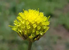 Lasiosiphon sericocephalus