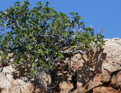 Ficus brachypoda