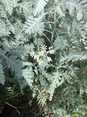 Gonospermum ptarmiciflorum