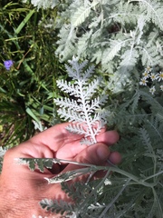 Gonospermum ptarmiciflorum