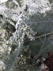 Gonospermum ptarmiciflorum