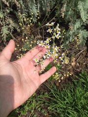 Gonospermum ptarmiciflorum