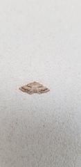 Idaea inclinata