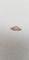 Idaea inclinata