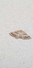 Idaea inclinata