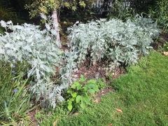 Gonospermum ptarmiciflorum