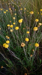 Coronidium gunnianum