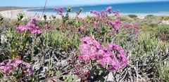 Limonium peregrinum