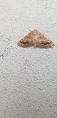 Idaea inclinata