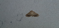 Idaea inclinata